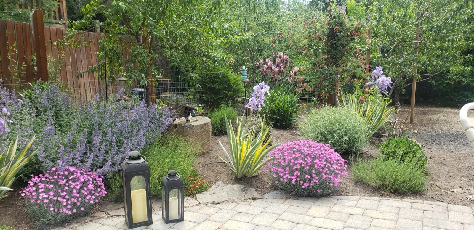 Lush irrigated garden with lavender, pink ground cover, irises, and paver walkways.